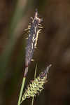 Barratt's sedge